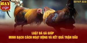 Luật chấp trong đá gà Bayvip bạn nên nắm rõ